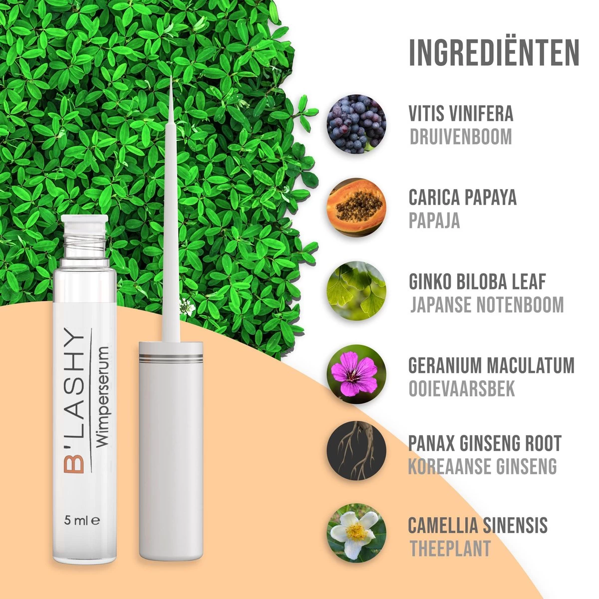 B’LASHY® Wimperserum - Wimper Groeimiddel - Wimper Serum Voor Sterke, Lange En Volle Wimpers - 5 Ml - Afbeelding 2